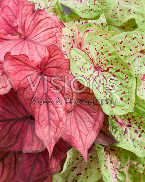 Caladium Dwarf Leaf Combinatie Caladium Dwarf Leaf Combinatie