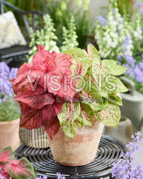 Caladium Dwarf Leaf Combinatie Caladium Dwarf Leaf Combinatie