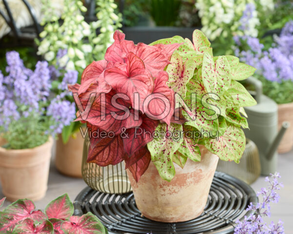 Caladium Dwarf Leaf Combination Caladium Dwarf Leaf Combination