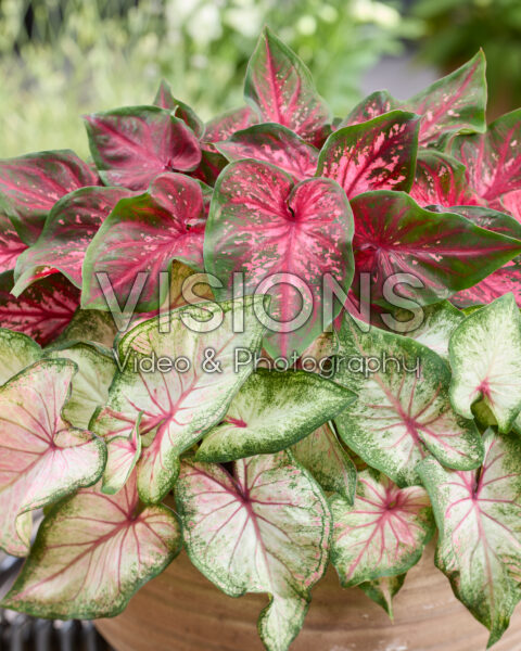 Caladium Dwarf Leaf Combinatie Caladium Dwarf Leaf Combinatie