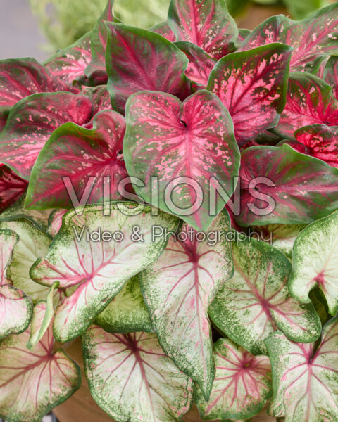 Caladium Dwarf Leaf Combinatie Caladium Dwarf Leaf Combinatie