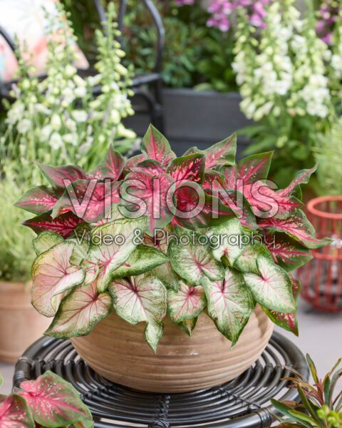 Caladium Dwarf Leaf Combination Caladium Dwarf Leaf Combination