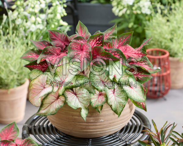Caladium Dwarf Leaf Combination Caladium Dwarf Leaf Combination