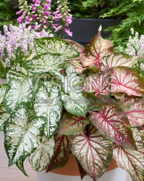 Caladium Fancy Leaf Combinatie
