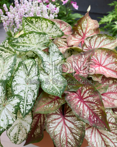 Caladium Fancy Leaf Combination