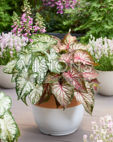 Caladium Fancy Leaf Combination