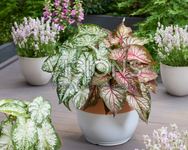 Caladium Fancy Leaf Combination