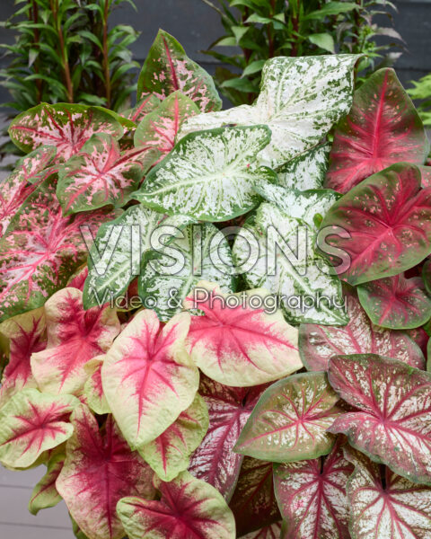 Caladium Fancy Leaf Mixed Caladium Fancy Leaf Mixed