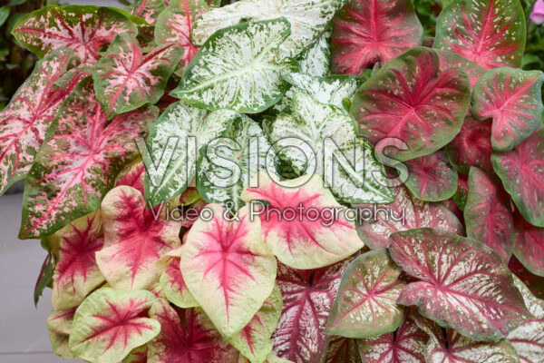 Caladium Fancy Leaf Mixed Caladium Fancy Leaf Mixed