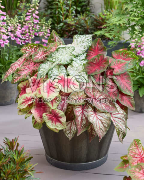 Caladium Fancy Leaf Mixed Caladium Fancy Leaf Mixed