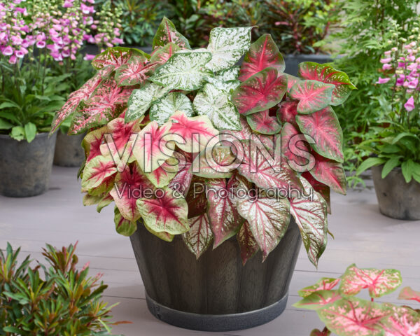 Caladium Fancy Leaf Mixed Caladium Fancy Leaf Mixed
