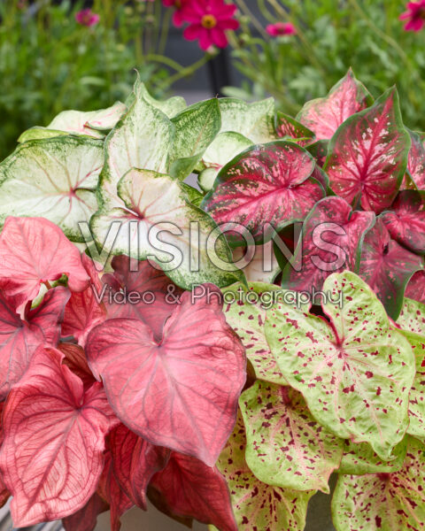 Caladium Dwarf Leaf Mixed