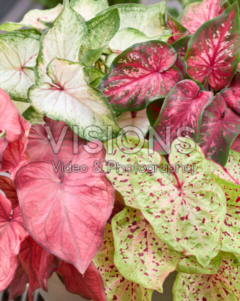 Caladium Dwarf Leaf Mixed