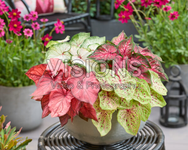 Caladium Dwarf Leaf Mixed
