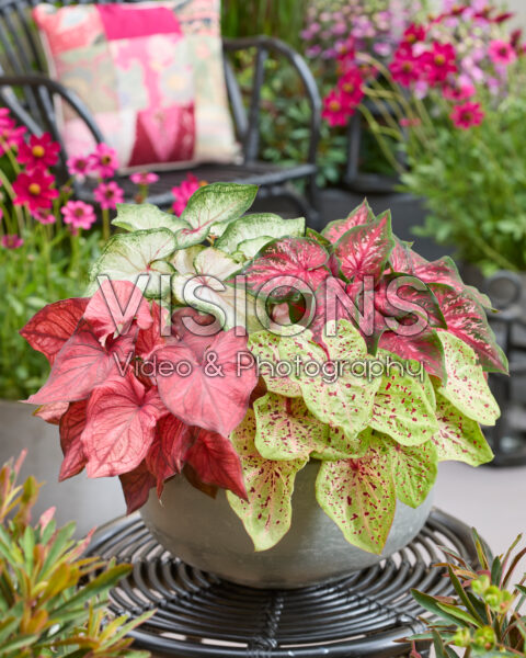 Caladium Dwarf Leaf Mixed