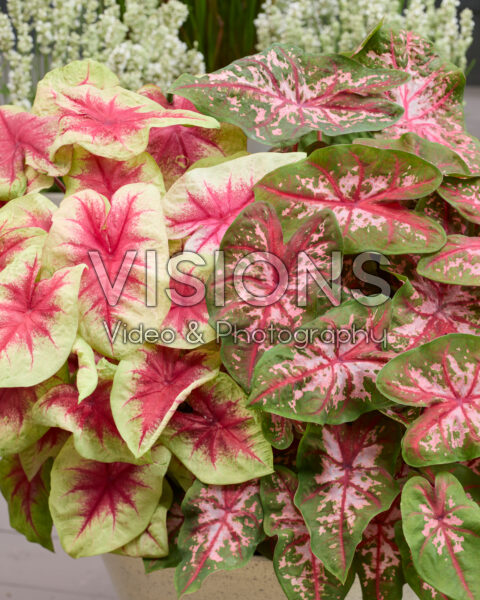 Caladium Fancy Leaf Combinatie Caladium Fancy Leaf Combinatie