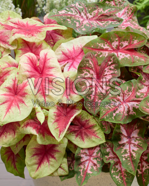 Caladium Fancy Leaf Combination Caladium Fancy Leaf Combination