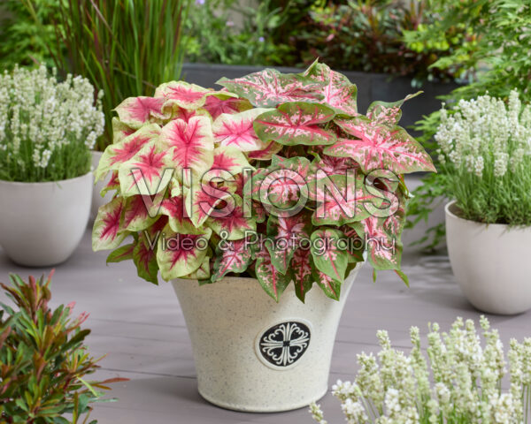 Caladium Fancy Leaf Combinatie