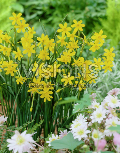 Narcissus Baby Moon