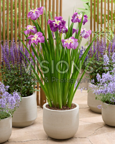 Iris ensata Dinner Plate Jell O Iris ensata Dinner Plate Jell O
