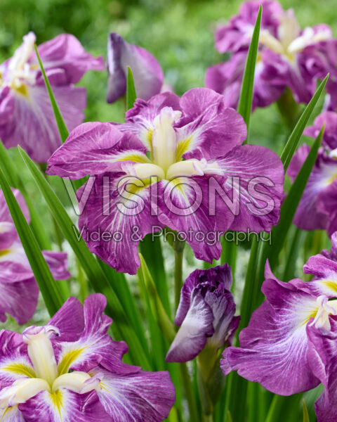 Iris ensata Dinner Plate Jell O Iris ensata Dinner Plate Jell O