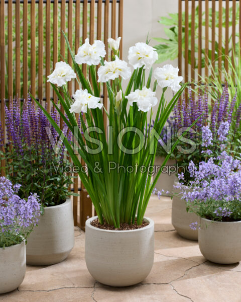 Iris ensata Dinner Plate Cupcake Iris ensata Dinner Plate Cupcake