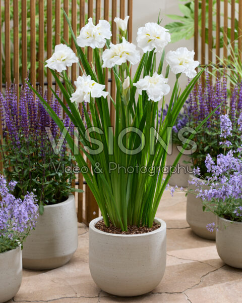 Iris ensata Dinner Plate Cupcake Iris ensata Dinner Plate Cupcake