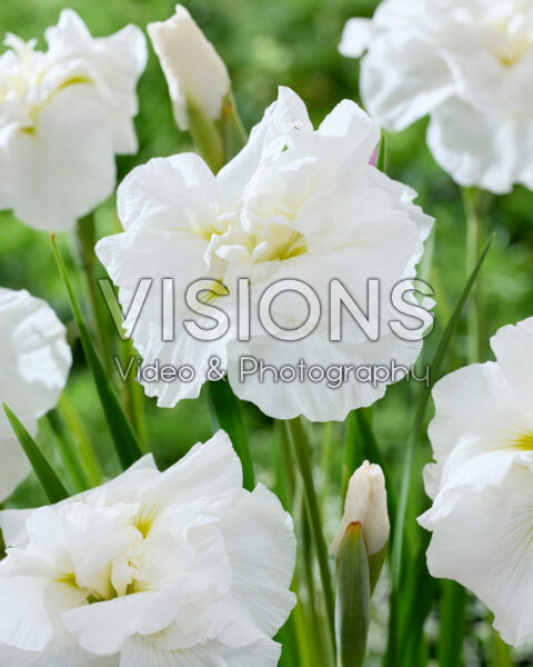 Iris ensata Dinner Plate Cupcake Iris ensata Dinner Plate Cupcake