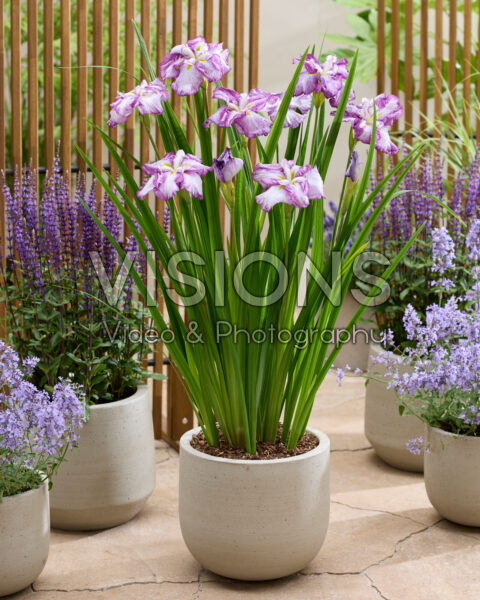 Iris ensata Dinner Plate Tiramisu Iris ensata Dinner Plate Tiramisu