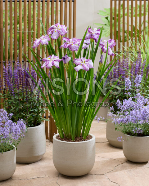 Iris ensata Dinerbord Tiramisu Iris ensata Dinerbord Tiramisu