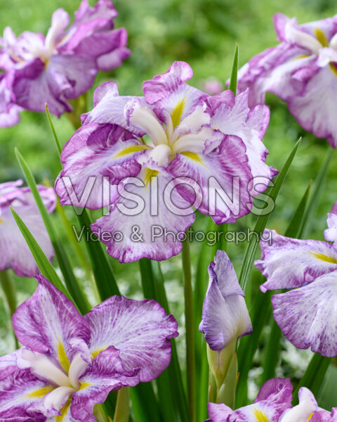Iris ensata Dinner Plate Tiramisu Iris ensata Dinner Plate Tiramisu