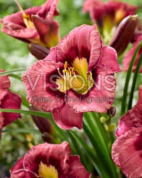 Hemerocallis Catcher in the Eye Hemerocallis Catcher in the Eye