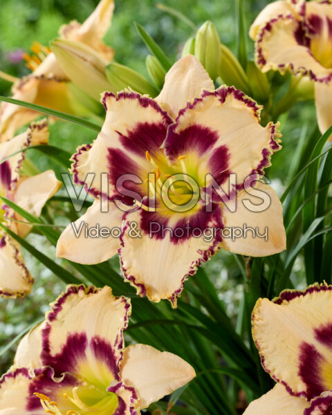 Hemerocallis Gilded Velvet Hemerocallis Gilded Velvet