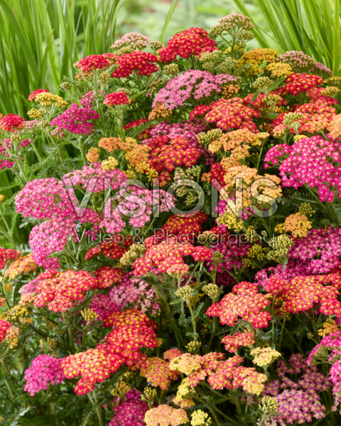Achillea millefolium Milly Rock mix