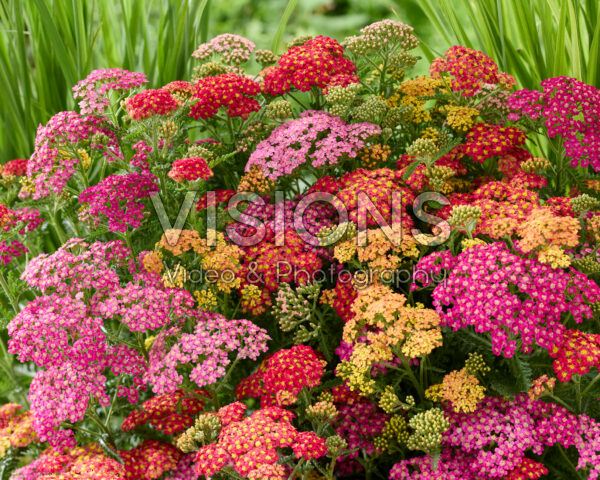 Achillea millefolium Milly Rock mix Achillea millefolium Milly Rock mix