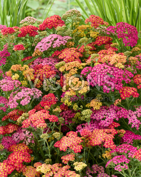 Achillea millefolium Milly Rock mix Achillea millefolium Milly Rock mix