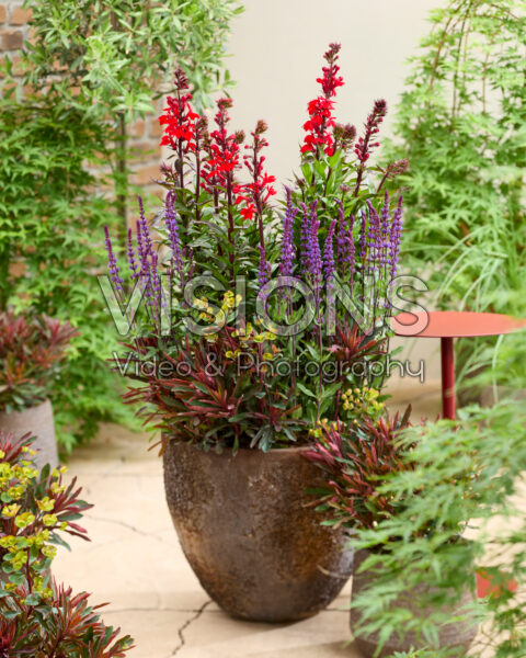 Vaste plantencombinatie op pot Vaste plantencombinatie op pot