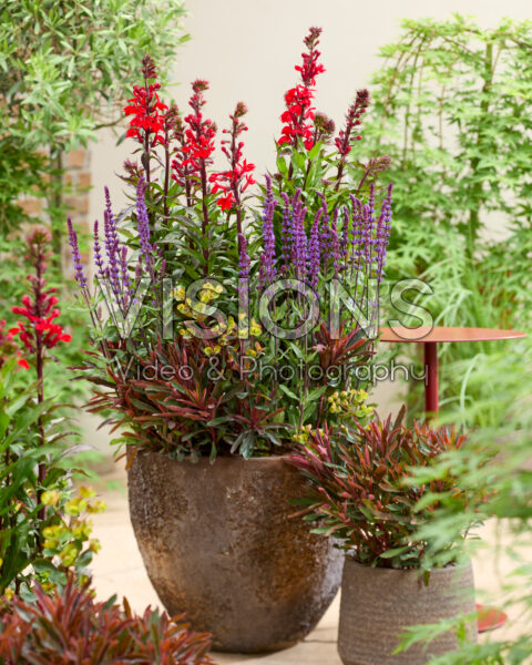 Vaste plantencombinatie op pot Vaste plantencombinatie op pot