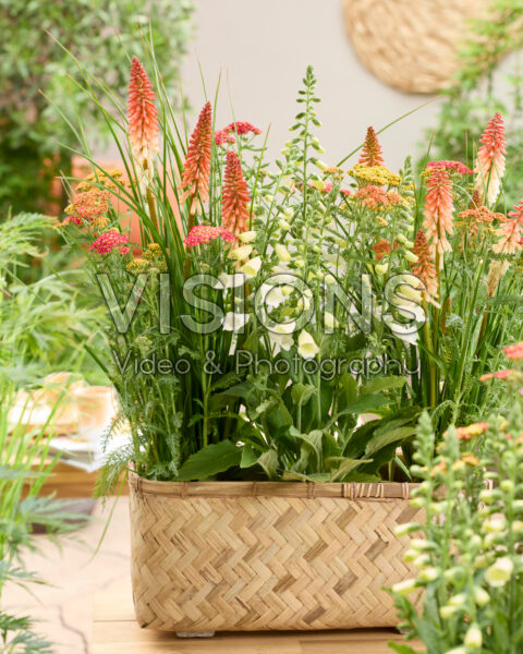 Perennial combination in wicker planter Perennial combination in wicker planter