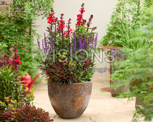 Vaste plantencombinatie op pot Vaste plantencombinatie op pot