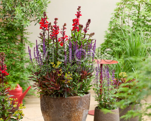 Perennial combination on pot Perennial combination on pot