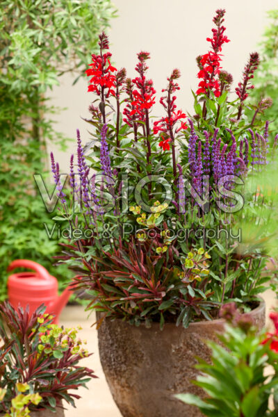 Perennial combination on pot Perennial combination on pot