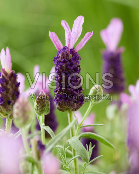 Lavandula stoechas Lamorosia Purple Flag Lavandula stoechas Lamorosia Purple Flag