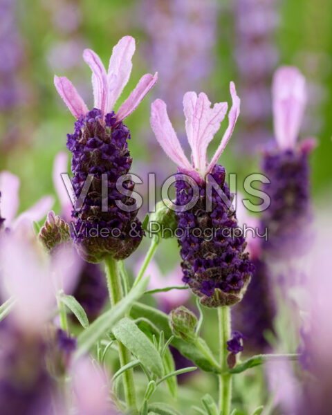 Lavandula stoechas Lamorosia Purple Flag Lavandula stoechas Lamorosia Purple Flag