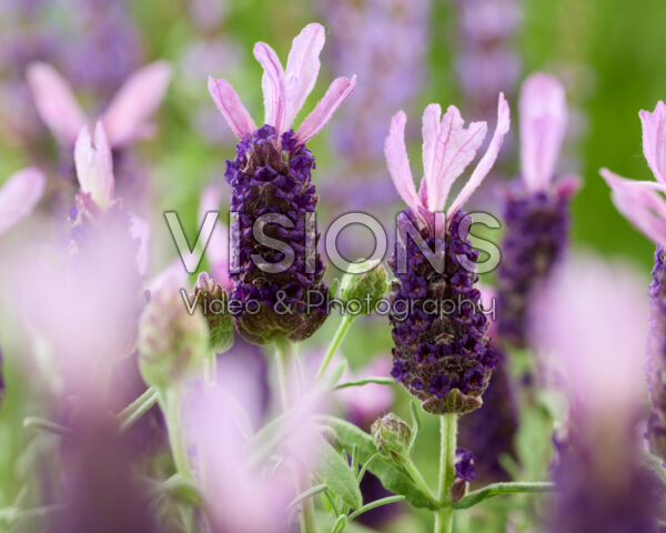 Lavandula stoechas Lamorosia Purple Flag Lavandula stoechas Lamorosia Purple Flag