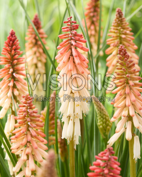 Kniphofia Poco Orange Kniphofia Poco Orange