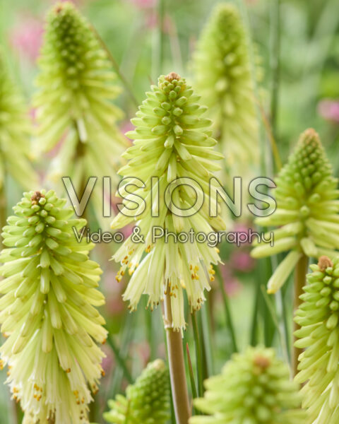 Kniphofia Poco Citron Kniphofia Poco Citron