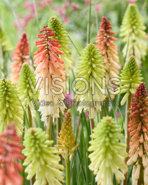 Kniphofia Poco Orange, Poco Citron Kniphofia Poco Orange, Poco Citron