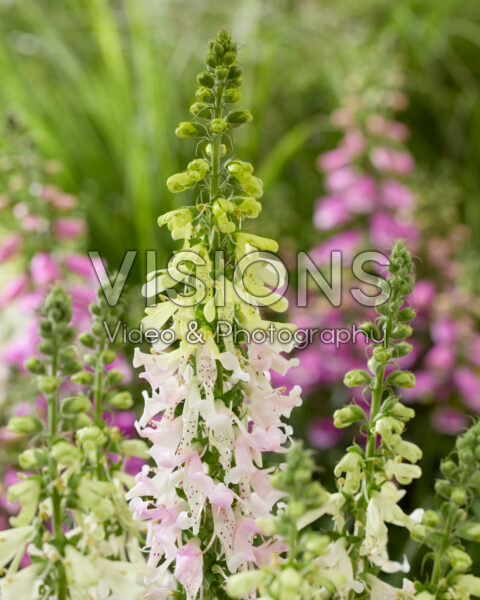 Digitalis purpurea Apple Blossom Digitalis purpurea Apple Blossom