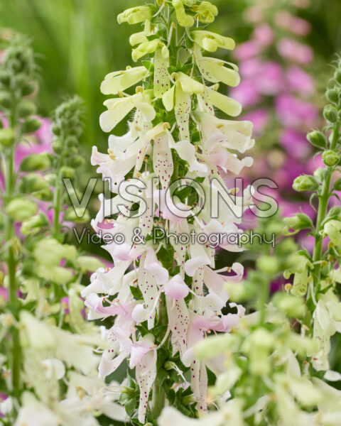 Digitalis purpurea Apple Blossom Digitalis purpurea Apple Blossom